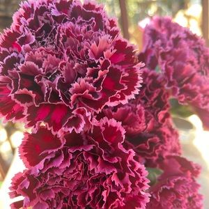 Happy February 💕 wishing you a season of love